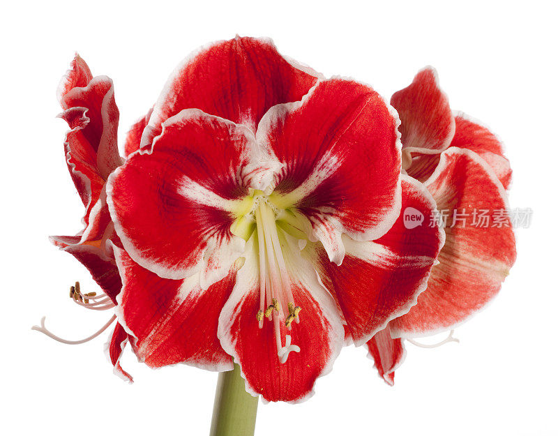 孤挺花“Samba"(Hippeastrum x hortorum)